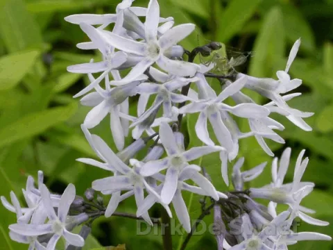 Amsonia tabern. var. salicifolia