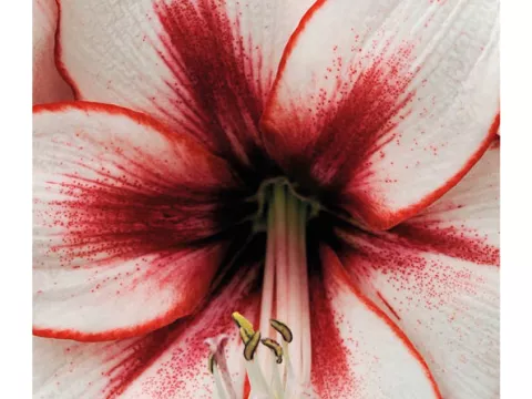Amaryllis 'Temptation'