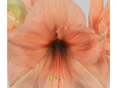 Amaryllis zalm