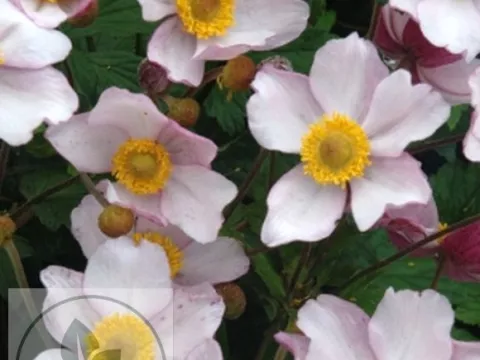 Anemone tom. 'Albadura'