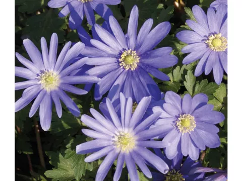 Anemone blanda 'Blue Shades'