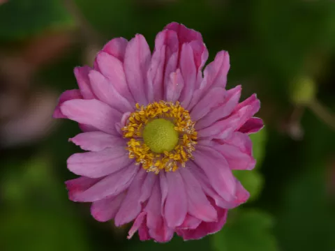 Anemone hybr. 'Bressingham Glow'