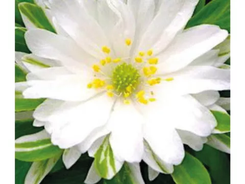 Anemone nem. 'Bracteata Pleniflora'