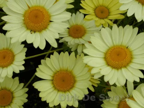 Anthemis hybr. 'E.C. Buxton'