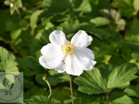 Anemone hupeh. 'Coupe d'Argent'