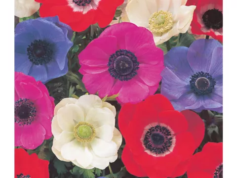 Anemone De Caen 'Mix'
