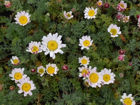 Anacyclus pyrerthr. var. depressus