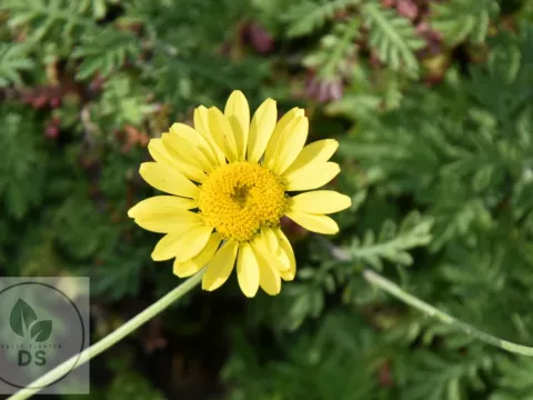 Anthemis hybr. 'Dwarf Form'