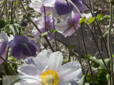Anemone hybr. 'Dreaming Swan'