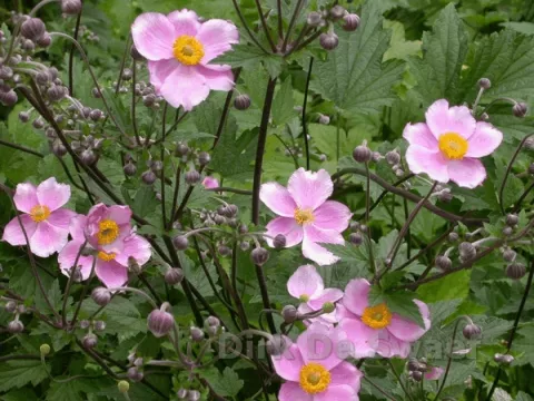 Anemone hybr. 'Elegans'