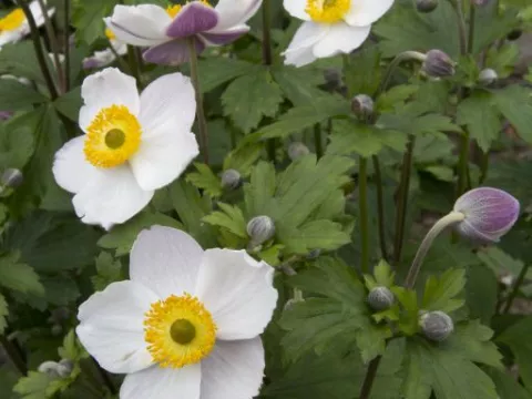 Anemone hybr. 'Elfin Swan'