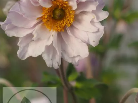 Anemone hybr. 'Frilly Knickers'