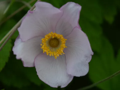 Anemone hybr. 'Hadspen Abundance'