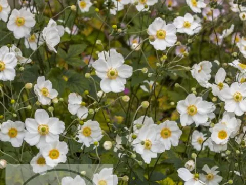 Anemone hybr. 'Honorine Jobert'