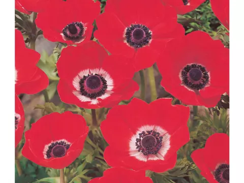 Anemone cor. 'Hollandia'