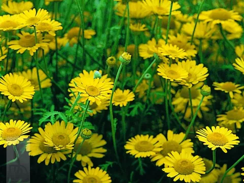 Anthemis hybr. 'Kelway'