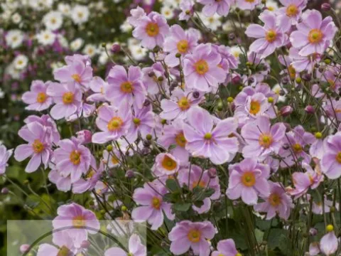 Anemone hybr. 'Loreley'