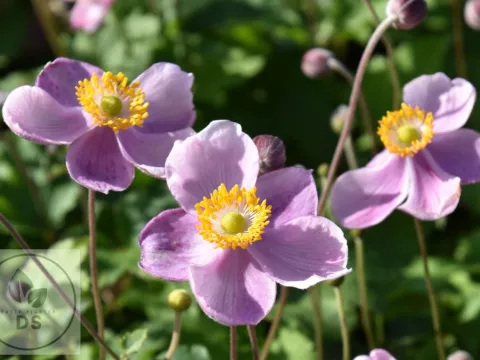 Anemone hupeh. 'Little Princess'