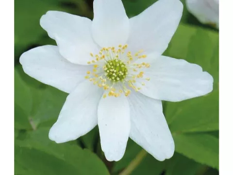 Anemone nem. 'Lychette'