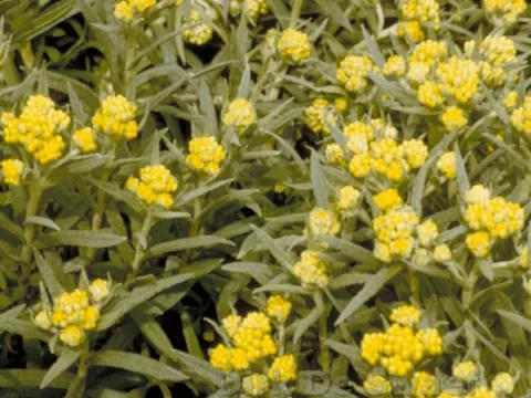 Anaphalis margaritacea