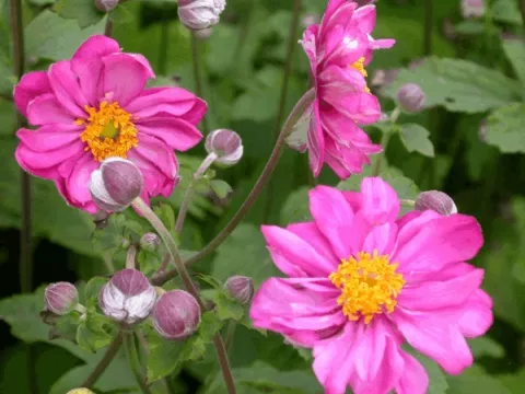 Anemone hybr. 'Margarete'