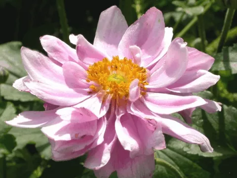Anemone hybr. 'Mont Rose'