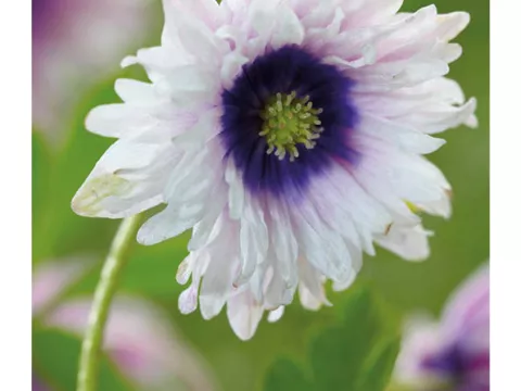 Anemone nem. 'Blue Eyes'