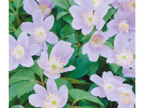 Anemone nem. 'Robinsoniana'