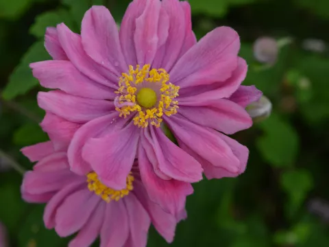 Anemone hybr. 'Pamina'