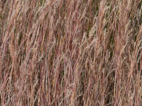 Andropogon gerardii 'Prairie Blues'