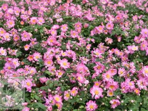 Anemone hupeh. 'Prinz Heinrich'