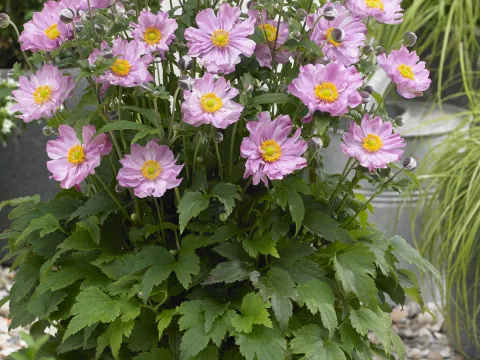 Anemone hupeh. 'Pocahontas' PBR