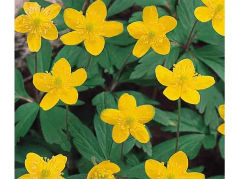 Anemone ranunculoides