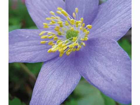 Anemone nem. 'Royal Blue'