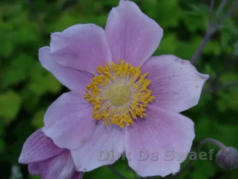 Anemone tom. 'Robustissima'
