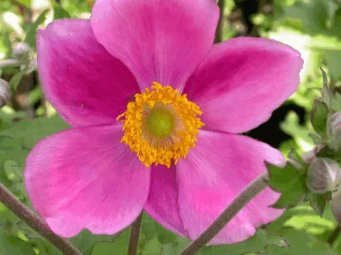 Anemone hybr. 'Rosenschale'