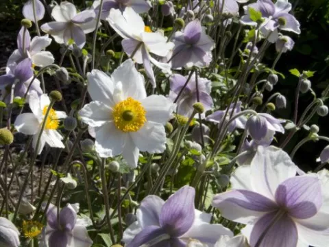 Anemone hybr. 'Ruffled Swan'
