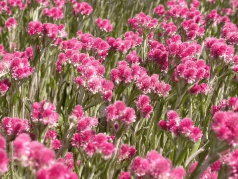 Antennaria dioica 'Rubra'