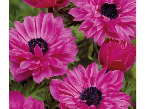 Anemone 'St. Brigid Admiral'