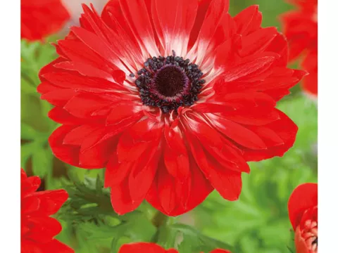 Anemone 'St. Brigid The Governor'