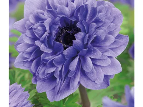 Anemone 'St Brigid Lord Lieutenant'