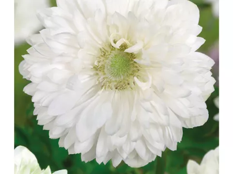 Anemone 'St. Brigid Mount Evererst'