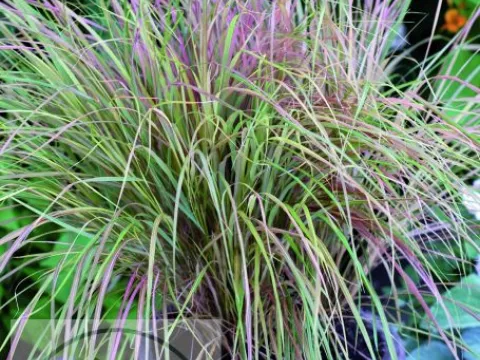 Anemanthele lessoniana 'Sirocco'