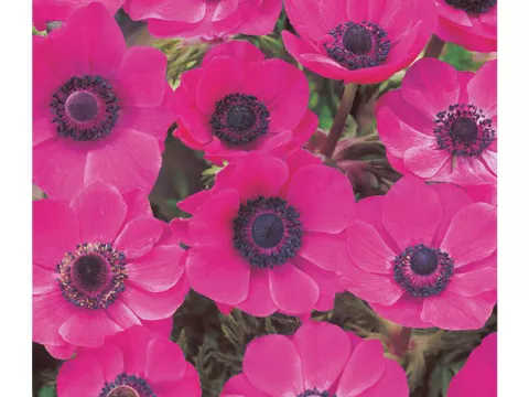 Anemone 'Sylphide'