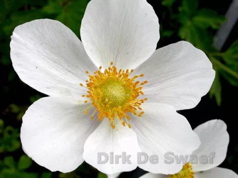 Anemone sylvestris