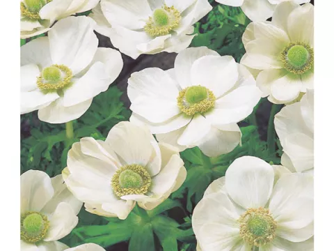 Anemone 'The Bride'