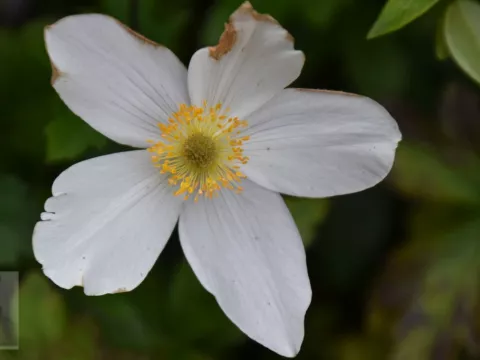 Anemone hybr. 'Wild Swan'