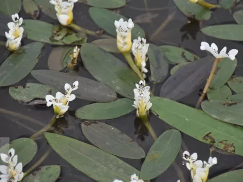 Aponogeton distachyos