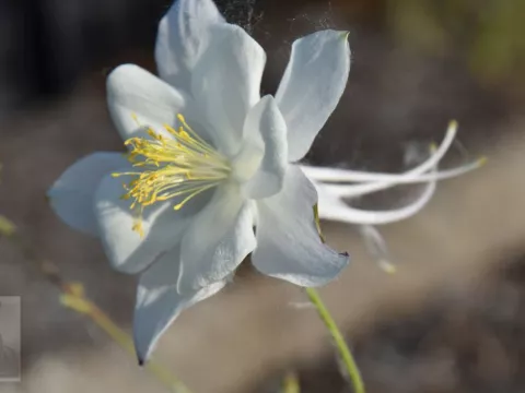 Aquilegia vulgaris 'Alba' ('Nivea')