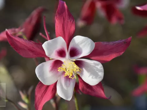 Aquilegia 'Crimson Star'